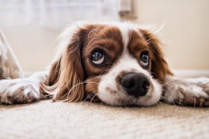 What happens to the pet custody if a couple goes through a breakup?